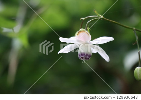 Rengeshouma, the forest fairy, grows in clusters on the mountain slopes Rengeshouma, the forest fairy, grows in clusters on the mountain slopes 129936648
