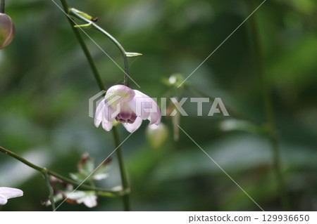 Rengeshouma, the forest fairy, grows in clusters on the mountain slopes Rengeshouma, the forest fairy, grows in clusters on the mountain slopes 129936650