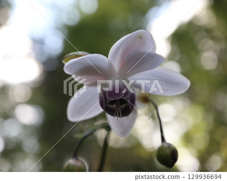 Rengeshouma, the forest fairy, grows in clusters on the mountain slopes 129936694