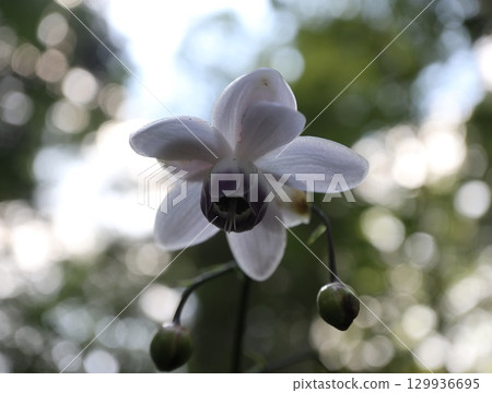 Rengeshouma, the forest fairy, grows in clusters on the mountain slopes 129936695