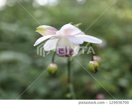 森林仙子蓮華生馬成群生長在山坡上 129936700