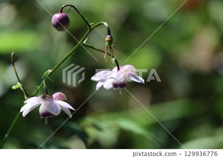 森林仙子蓮華生馬成群生長在山坡上 129936776