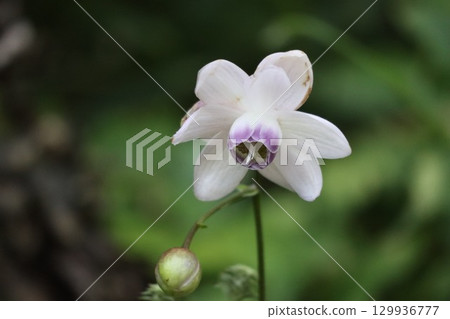 森林仙子蓮華生馬成群生長在山坡上 129936777