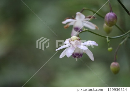 Rengeshouma, the forest fairy, grows in clusters on the mountain slopes 129936814