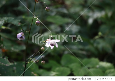 森林仙子蓮華生馬成群生長在山坡上 129936827
