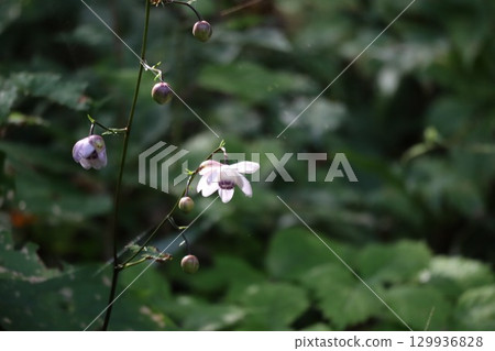 森林仙子蓮華生馬成群生長在山坡上 129936828