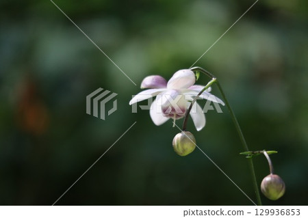 森林仙子蓮華生馬成群生長在山坡上 129936853