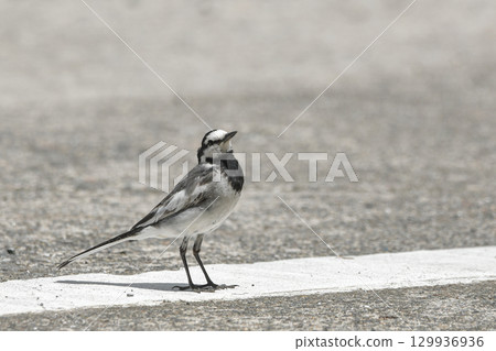 Hakusekirei 129936936