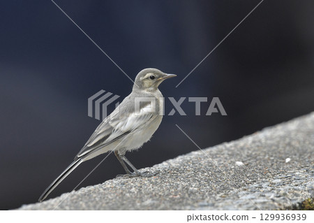 Hakusekirei 129936939