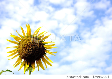 開花往太陽的向日葵 129937021