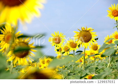 Landscape with summer flowers Landscape with summer flowers 129937031