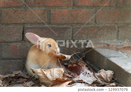 Baby rabbit eating fallen leaves Baby rabbit eating fallen leaves 129937076