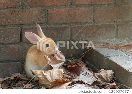 Baby rabbit eating fallen leaves Baby rabbit eating fallen leaves 129937077