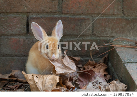 小兔子吃落葉的紀念照 129937084