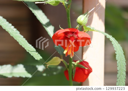 夏季盛開的枸杞花 129937223