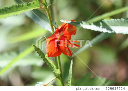 夏季盛開的枸杞花 129937224