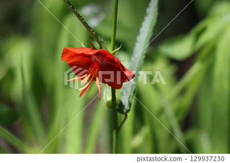 Gojika flowers blooming in summer Gojika flowers blooming in summer 129937230