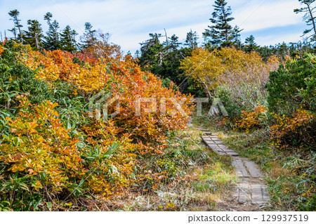 秋田：森吉山紅葉盛放 129937519