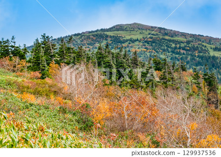 秋田：森吉山紅葉盛放 129937536