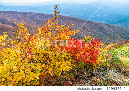 Akita: Mount Moriyoshi dyed in autumn leaves Akita: Mount Moriyoshi dyed in autumn leaves 129937541