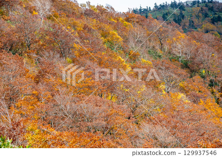 秋田：森吉山紅葉盛放 129937546