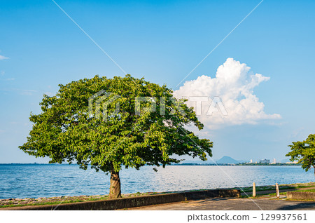 Lake Biwa Nagisa Park, Otsu City, Shiga Prefecture 129937561