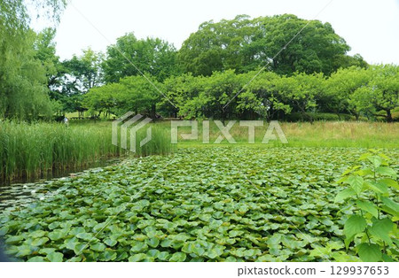 初夏公園的睡蓮池 初夏公園的睡蓮池 129937653