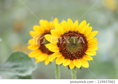 Sunflower sunflower flowers 129937662