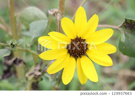 Sunflower sunflower flowers 129937663