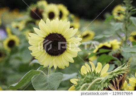 Sunflower sunflower flowers 129937664