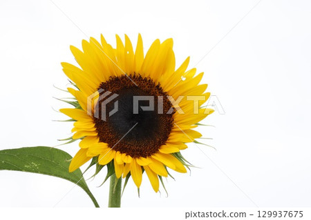 Sunflower looking up at the summer sky Sunflower looking up at the summer sky 129937675