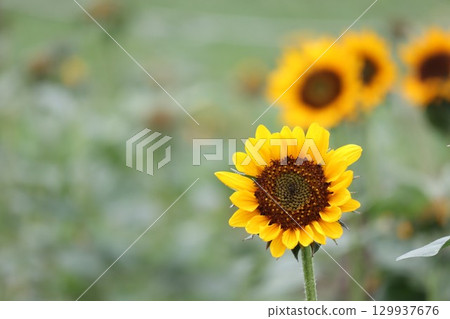 Sunflower looking up at the summer sky 129937676