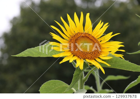 Sunflower looking up at the summer sky 129937678