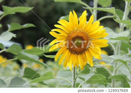 大黃色向日葵花 大黃色向日葵花 129937689
