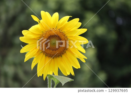 Large yellow sunflower flower Large yellow sunflower flower 129937695