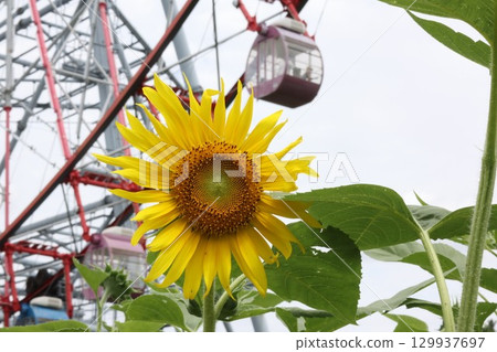 Large yellow sunflower flower Large yellow sunflower flower 129937697