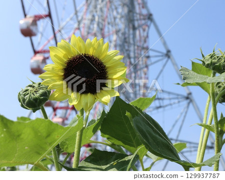 向日葵黃色的花 向日葵黃色的花 129937787