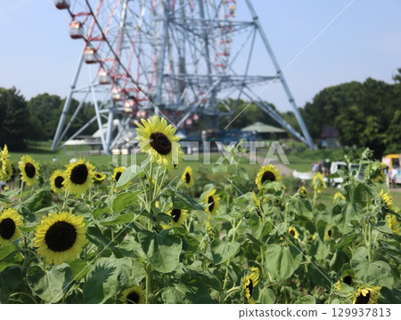 開花在向日葵領域的向日葵花 129937813