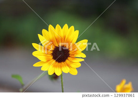 Beautiful blooming sunflowers Beautiful blooming sunflowers 129937861