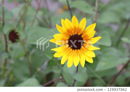 Beautiful blooming sunflowers Beautiful blooming sunflowers 129937862