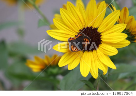 Beautiful blooming sunflowers Beautiful blooming sunflowers 129937864