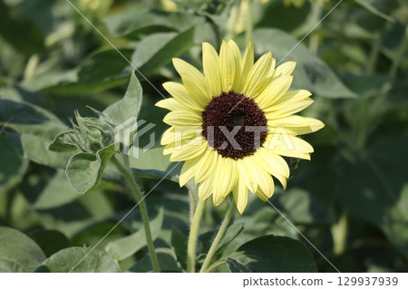 A close-up photo of yellow sunflower flowers in a sunflower field 129937939