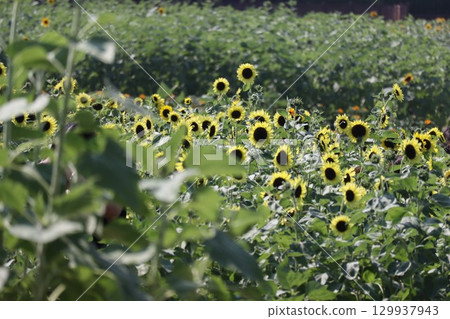 Summer flower Sunflower 129937943