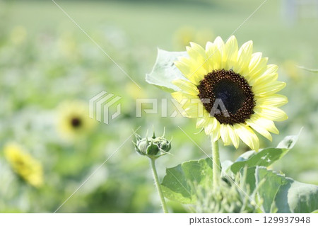 夏天花向日葵 夏天花向日葵 129937948