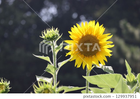 夏天花向日葵 夏天花向日葵 129937951
