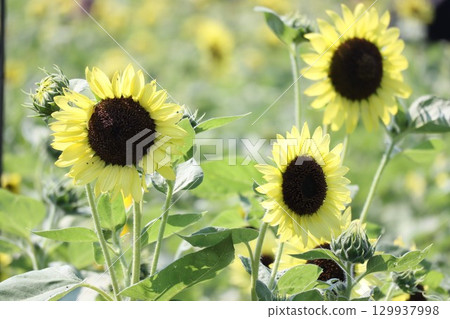 A close-up photo of yellow sunflower flowers in a sunflower field A close-up photo of yellow sunflower flowers in a sunflower field 129937998