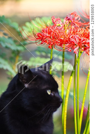 Red spider lilies and cats 129938003