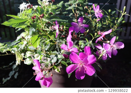 粉紅色野牡丹插花 129938022