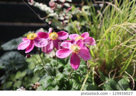 粉紅色Shumeigiku 129938027