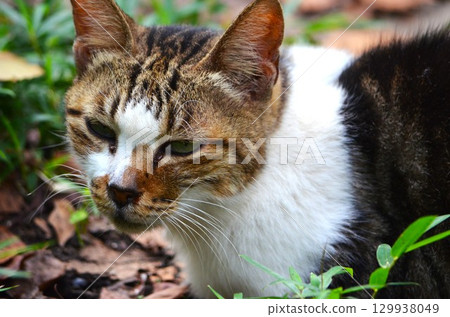 Cats are flexible and highly athletic Cats are flexible and highly athletic 129938049